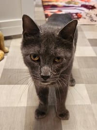 Whiskey  ** IN FOSTER ** - Photo 3