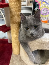 Whiskey  ** IN FOSTER ** - Photo 4