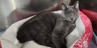 Whiskey  ** IN FOSTER ** - Photo 1