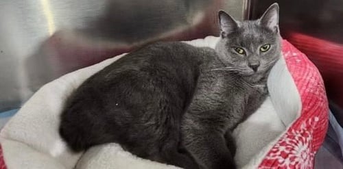 WHISKEY  ** IN FOSTER ** - Manx available for adoption