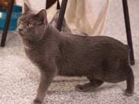 Whiskey  ** IN FOSTER ** - Photo 2