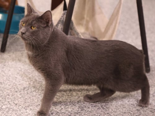 WHISKEY  ** IN FOSTER ** - Manx available for adoption
