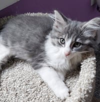 Muffin * IN FOSTER * - Photo 3