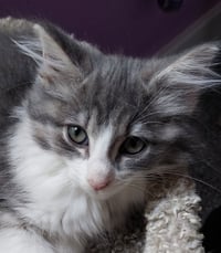 Muffin * IN FOSTER * - Photo 1