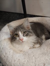 Muffin * IN FOSTER * - Photo 2