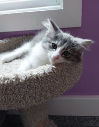 Muffin * IN FOSTER * - Photo 4