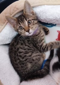 Guinevere * IN FOSTER * - Photo 2