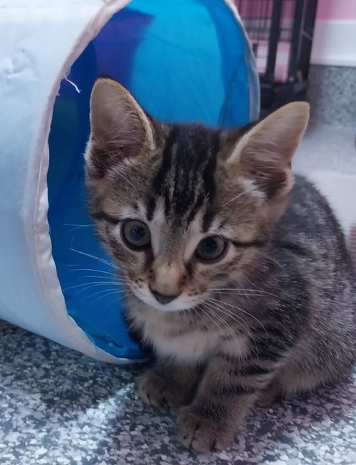 GUINEVERE * IN FOSTER * - Domestic Short Hair available for adoption