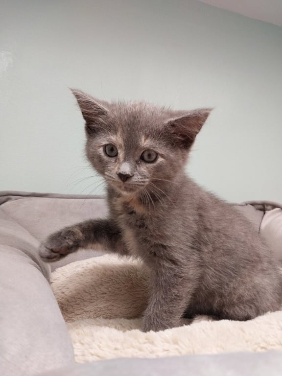 Honeycomb * IN FOSTER * Image