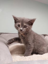 Honeycomb * IN FOSTER * - Photo 1