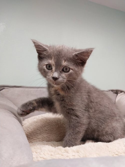 HONEYCOMB * IN FOSTER * - Domestic Short Hair available for adoption