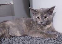 Honeycomb * IN FOSTER * - Photo 2