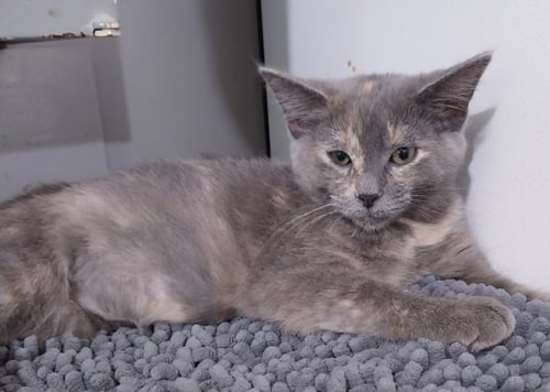 HONEYCOMB * IN FOSTER * - Domestic Short Hair available for adoption