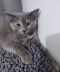 Honeycomb * IN FOSTER * - Photo 3