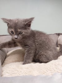 Honeycomb * IN FOSTER * - Photo 4