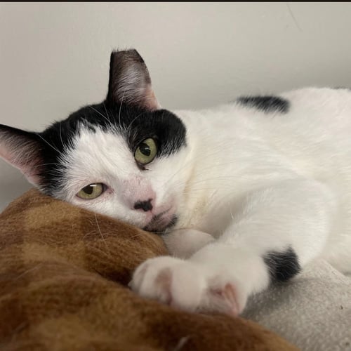 ALLISON H - Domestic Short Hair for adoption in South Bend