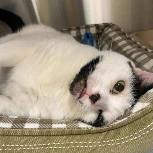 ALLISON H - Domestic Short Hair available for adoption