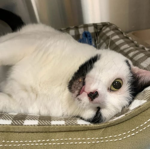 ALLISON H - Domestic Short Hair available for adoption