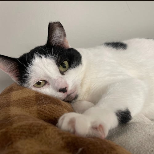 ALLISON H - Domestic Short Hair available for adoption