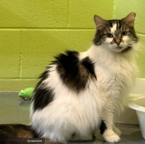 SUGAR BEAR - Domestic Medium Hair available for adoption