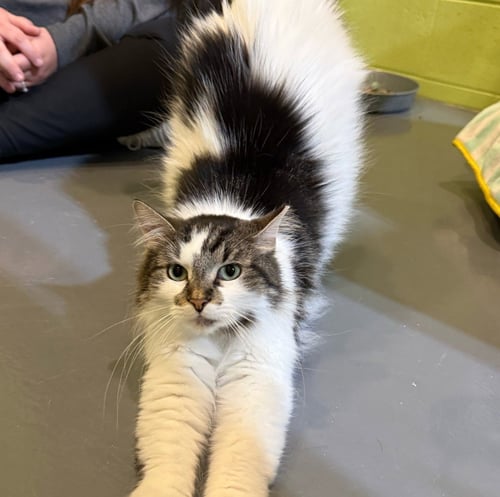 SUGAR BEAR - Domestic Medium Hair available for adoption