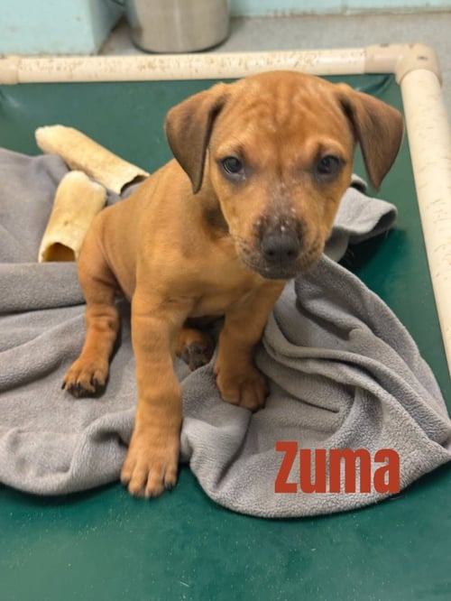 ZUMA-IN A FOSTER HOME - Terrier / Hound available for adoption