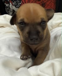 Zuma-in a foster home - Photo 2