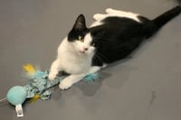 Smidgen - Photo 3