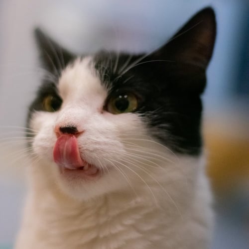 SMIDGEN - Domestic Short Hair available for adoption