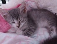 Bojangles * IN FOSTER * - Photo 1