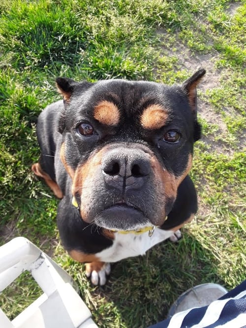 HOLLY - Terrier / Staffordshire Bull Terrier available for adoption