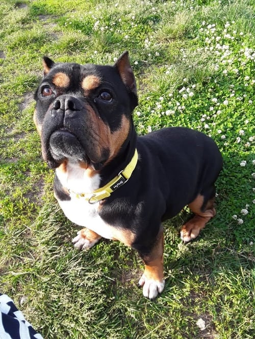 HOLLY - Terrier / Staffordshire Bull Terrier available for adoption
