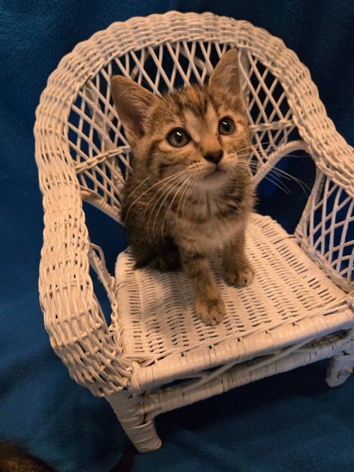 ANTHRO  *IN FOSTER* - Domestic Short Hair available for adoption