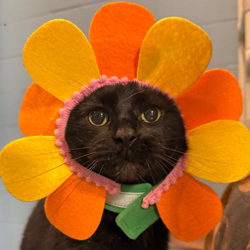 MAGGIE SUE - Domestic Short Hair available for adoption