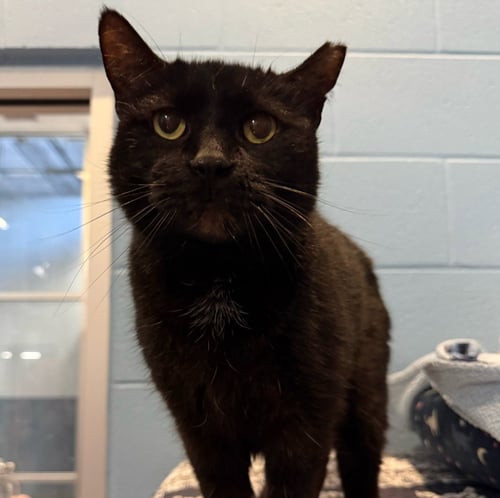 MAGGIE SUE - Domestic Short Hair available for adoption