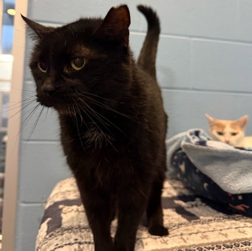MAGGIE SUE - Domestic Short Hair available for adoption