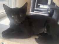 Fig *IN FOSTER* - Photo 1