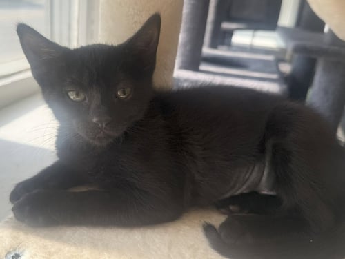 FIG *IN FOSTER* - Domestic Short Hair available for adoption