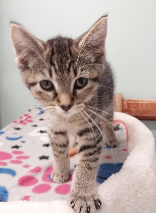 BAUBLES *IN FOSTER* - Domestic Short Hair available for adoption