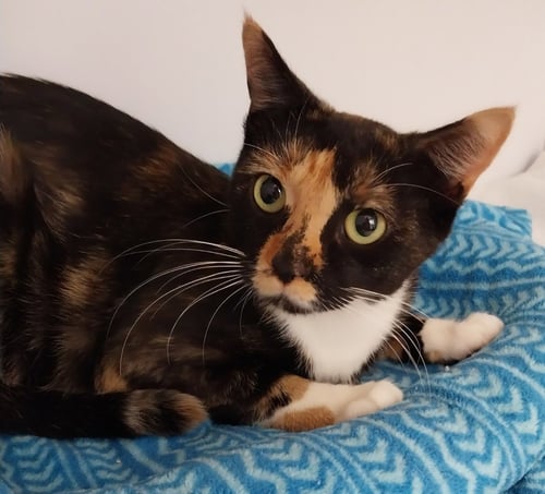 DOLLYANN * IN FOSTER * - Domestic Short Hair available for adoption