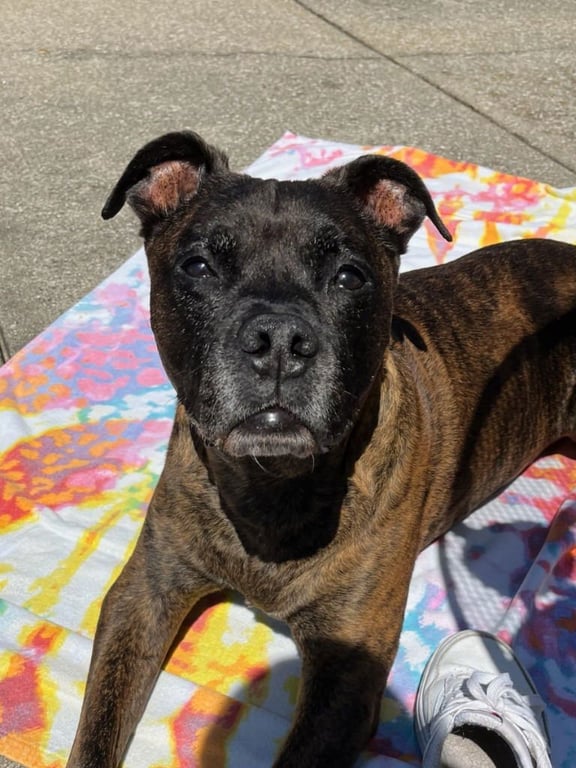 Chicken-pending adoption-Foster Home Image