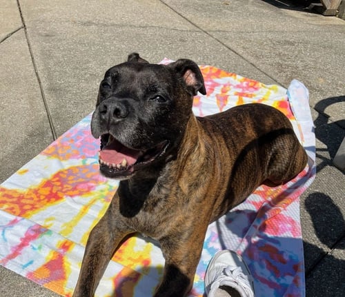 CHICKEN-PENDING ADOPTION-FOSTER HOME - Boxer / Terrier available for adoption