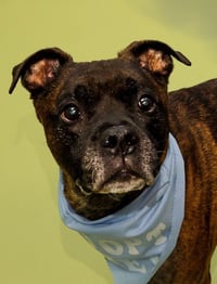 Chicken-pending adoption-Foster Home - Photo 3