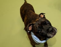 Chicken-pending adoption-Foster Home - Photo 4