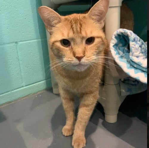 ZAPPY - Domestic Short Hair available for adoption