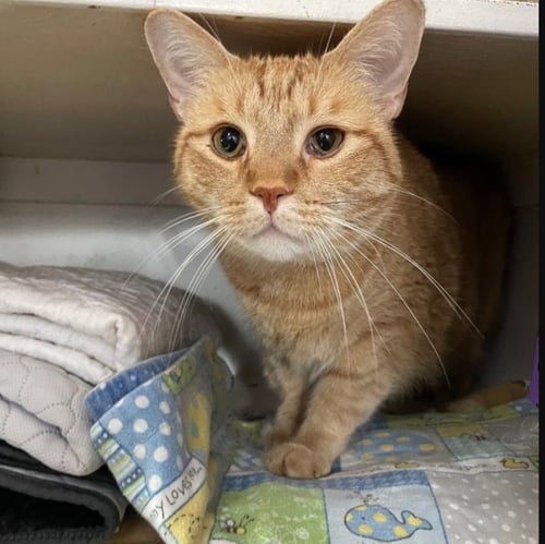 ZAPPY - Domestic Short Hair available for adoption