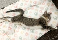 Rey * IN FOSTER * - Photo 2
