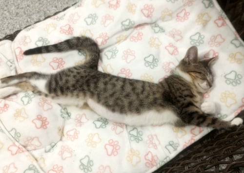 REY * IN FOSTER * - Domestic Short Hair available for adoption