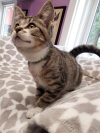 Rey * IN FOSTER * - Photo 4