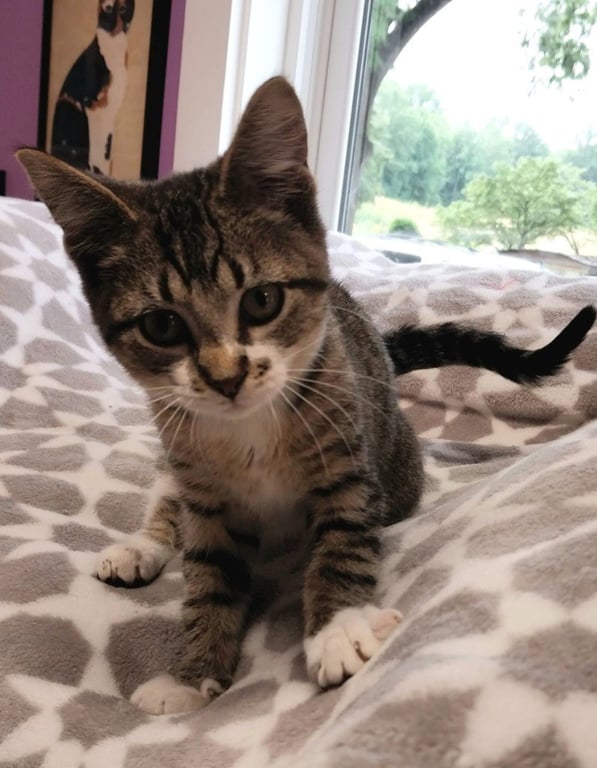 Rey * IN FOSTER * Image